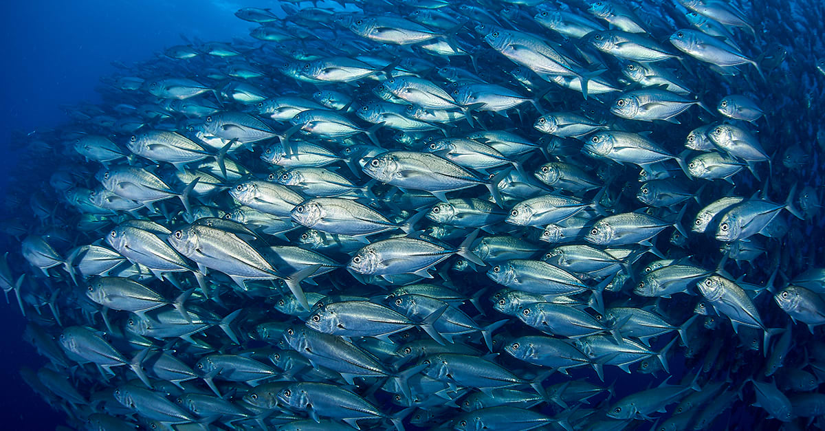 The economics of overfishing | Lombard Odier: can we sustainably feed the world’s appetite for fish?Overfishing is not just an environmental c...