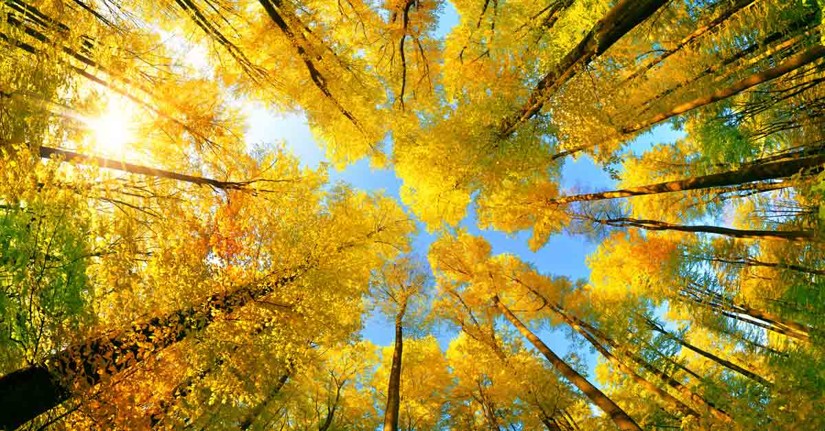 Comment combiner neutralité carbone et respect de la nature ? | Lombard ...