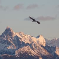 The late bull market and new approaches