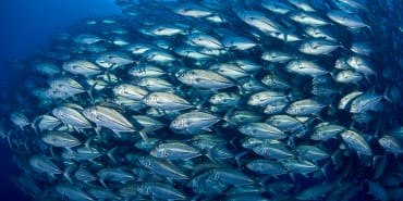 The economics of overfishing: can we sustainably feed the world’s appetite for fish?