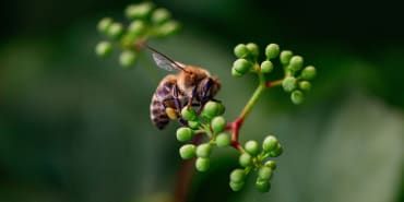 COP16 on biodiversity: a crucial milestone in Cali to encourage investments in nature-based solutions