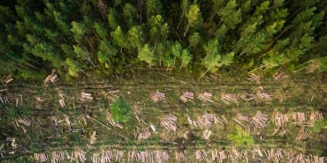 Rückverfolgung von Holz: Wissenschaftliche und digitale Innovationen versprechen Transparenz in der Holz-Lieferkette