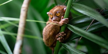 Die Natur bewahren – Biodiversitätsfonds versprechen ein Ende des massenhaften Artensterbens