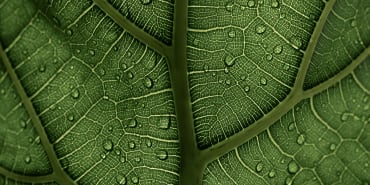 Lombard Odier und der WWF veröffentlichen Umweltleitfaden für Philanthropen