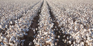 Thread counts: regenerative cotton on the rise in fashion