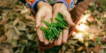 All the tea in… Thailand – meet Monsoon: the firm making traceable, forest-friendly tea