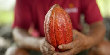 Record cocoa prices and the unfair chocolate value chain – meet the entrepreneurs working to change things