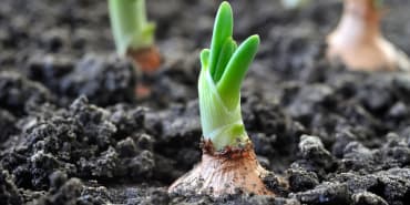 Landwirtschaft der Zukunft: Wie können wir eine wachsende Bevölkerung ernähren und gleichzeitig den Planeten schonen?
