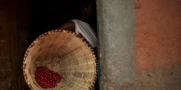 La production de café durable avec Nespresso : le respect des communautés, du climat et des principes de circularité