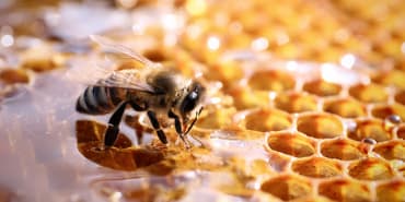 Les Chroniques CLIC® : comment l’approche de BeeHero révolutionne l’apiculture au profit d’un système alimentaire plus durable