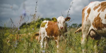 FarmED – der Betrieb, der die Bodengesundheit in den Mittelpunkt stellt – Teil I