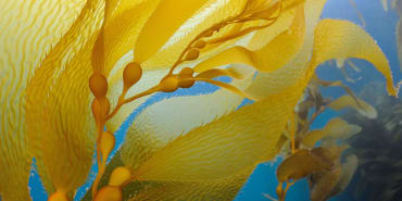 Plastic wrap: from seaweed biopolymers to Europe’s new law for cutting packaging waste