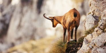 Was waren die Gründe für die unerwartete Senkung der Schweizer Zinsen?