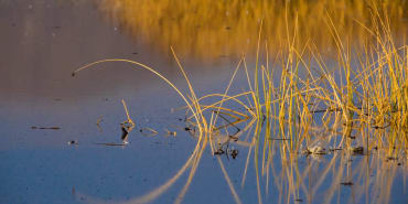 Come funghi e lucertole aiutano l’economia 