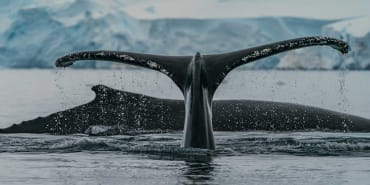 La COP15 riuscirà a garantire un Accordo di Parigi sulla biodiversità?