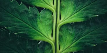 Navigieren im Wandel: LOIM Natural Capital wird zwei Jahre alt