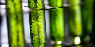 Biomaterialien: die erneuerbare Alternative aus der Natur