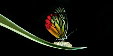 Natural Capital Investment Alliance: l’unione fa la forza