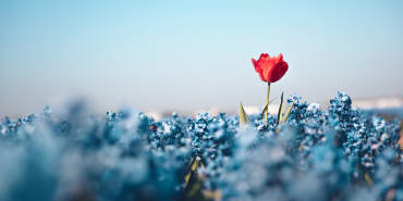Dispersion in a LUV-shaped recovery