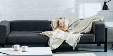 In the demographic winter, will we prefer pets to children?
