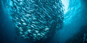 Mission creep: what's really driving ESG underperformance? 
