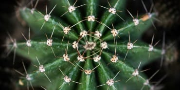 La bioéconomie circulaire est une force de la nature