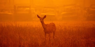 Construire une bioéconomie circulaire pour répondre à la menace croissante des incendies de forêt