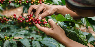 Can the bioeconomy help save the Amazon from deforestation?