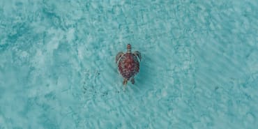 Turning the tide: five key strategies to safeguard our seas