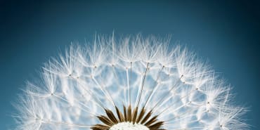 Celebrating its 20th anniversary: Fondation Lombard Odier launches funding programme for international environmental projects