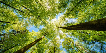 Les cinq grandes raisons d’investir maintenant dans les forêts