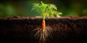 Soil-first farming: why regenerative agriculture is gaining ground
