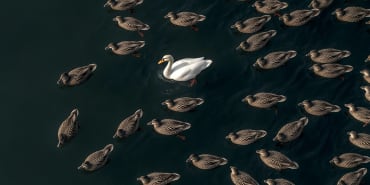 Away from the pack: how convertibles enhance portfolio diversification beyond equity and credit markets 