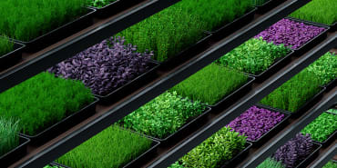 Growing up – vertical farming sector suffers investment slowdown, but leading firms prove profitability potential