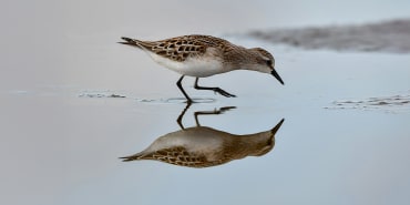 LOIM recommits  to Japan’s Stewardship Code