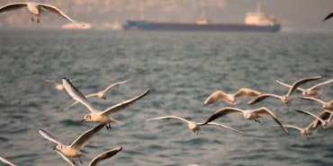 Conflict pushes sustainable solutions up the agenda