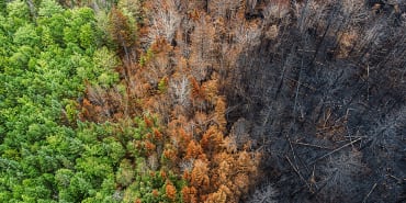 La bioéconomie circulaire face au risque croissant d’incendies de forêt