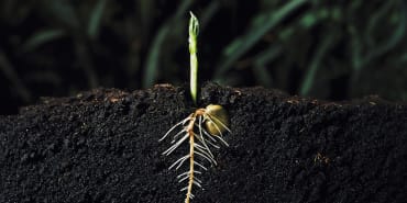 Rethinking nature investment: capturing the opportunity in regeneration