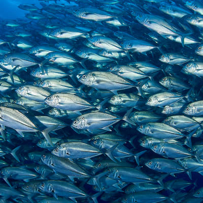 Economie de la surpêche : pouvons-nous satisfaire durablement la demande mondiale pour le poisson ?  