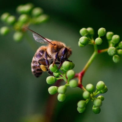 COP16 sur la biodiversité : étape cruciale à Cali pour renforcer le financement de solutions fondées sur la nature