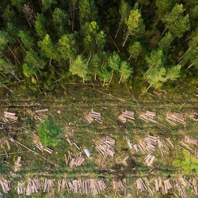 Tracking timber: scientific and digital innovations promise wood supply chain transparency