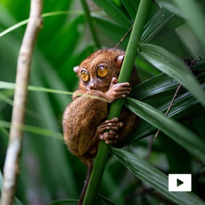 Defending nature – biodiversity funds promise end to the extinction crisis