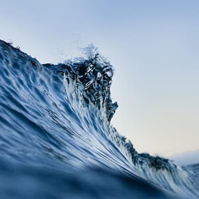 Comment le réensauvagement des océans aboutit à une économie bleue prospère