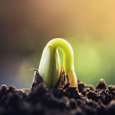 Reforesting the planet using seed-spitting drones from the air