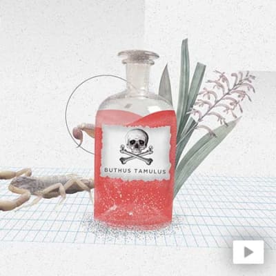 Le pouvoir du poison, les bienfaits du venin de scorpion