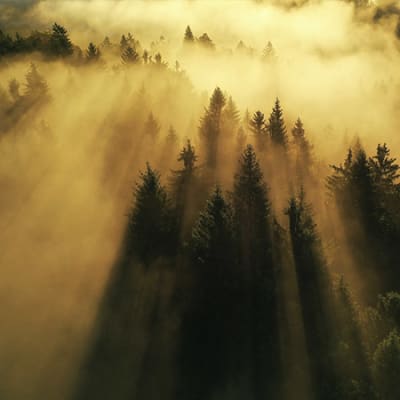 Financer une nouvelle solution de lutte contre les feux de forêt 
