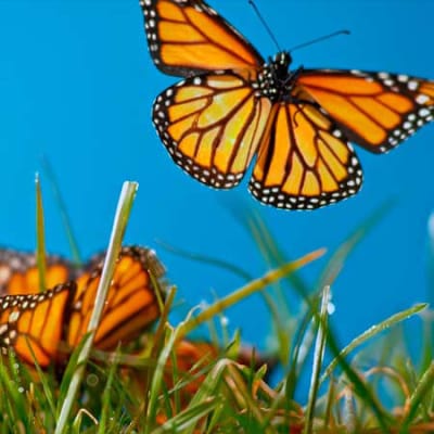 Recognising the value of natural capital
