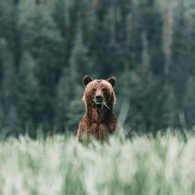 Investieren in Bärenmärkten – wie geht es jetzt weiter?