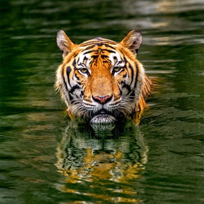Février - La percée olympique de la Chine durant l'année du Tigre