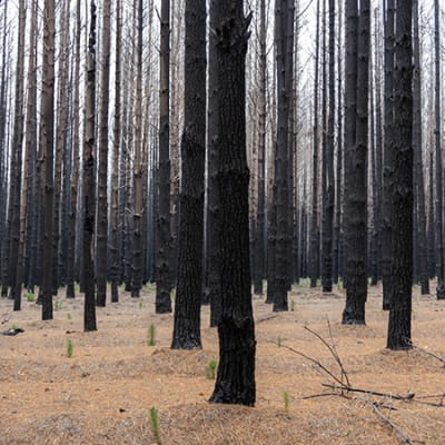 Le climat, les investisseurs et l’« alerte rouge » du GIEC